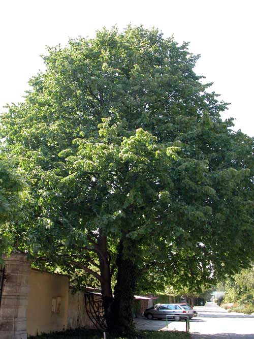 corylus colurna 08