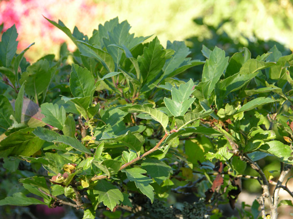 crataegomespilus grandiflora 01