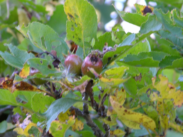 crataegomespilus grandiflora 02