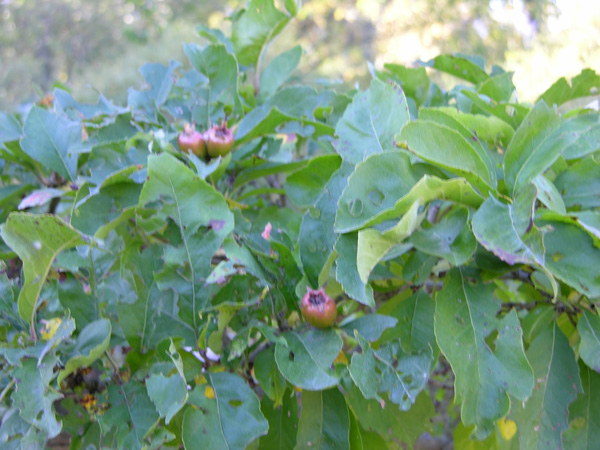 crataegomespilus grandiflora 03
