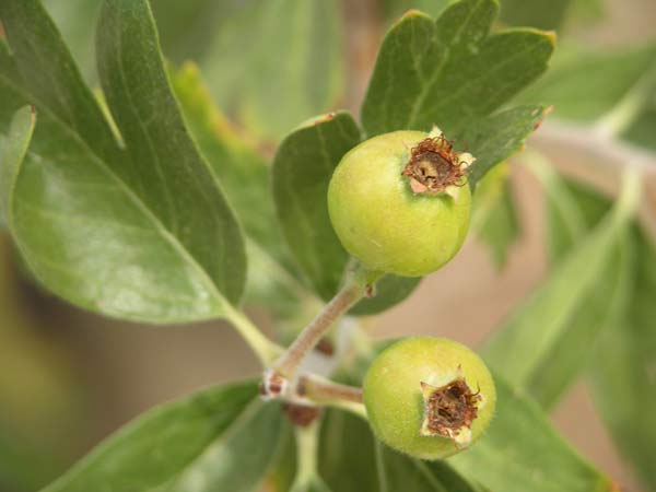 crataegus azarolus 01