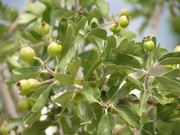 crataegus azarolus 02