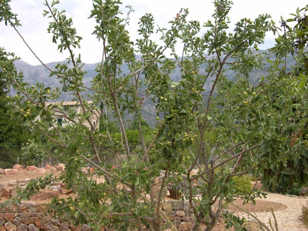 crataegus azarolus 03