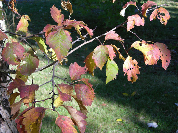 crataegus chlorosarca 1