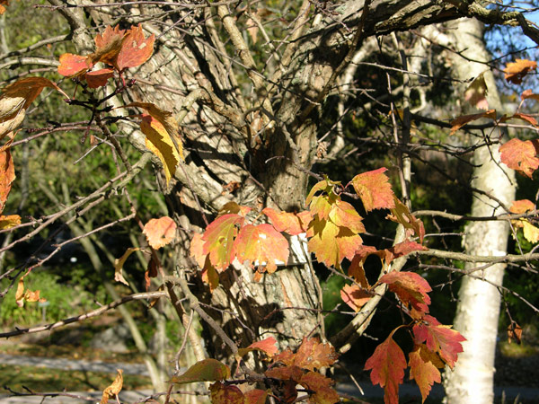 crataegus chlorosarca 2
