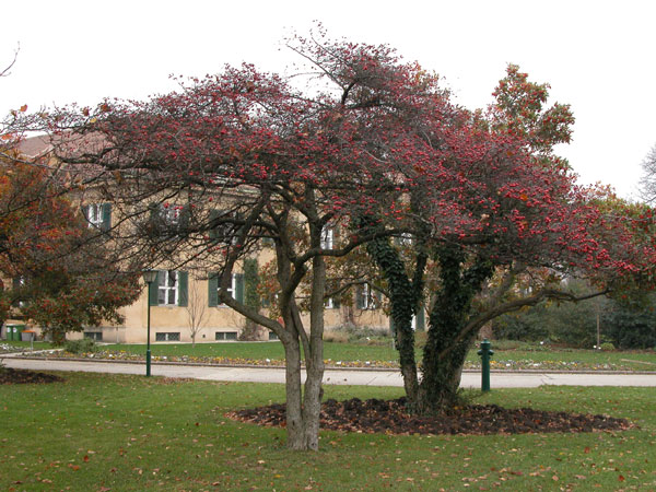 crataegus cruss galli 01