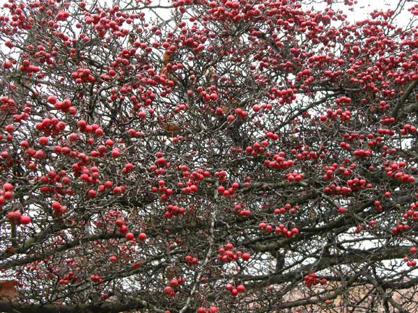crataegus cruss galli 02