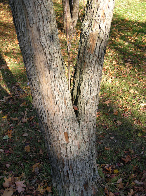 crataegus douglasii 01