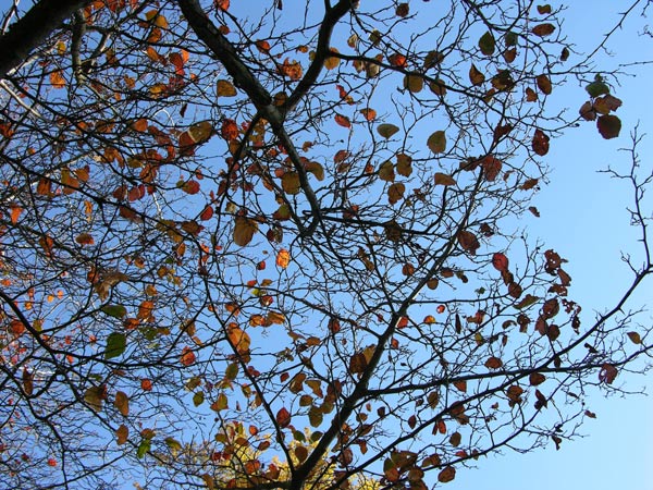 crataegus douglasii 02