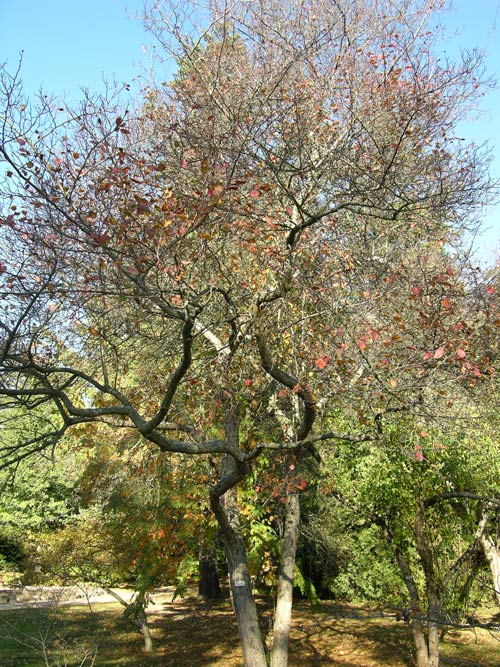 crataegus douglasii 03