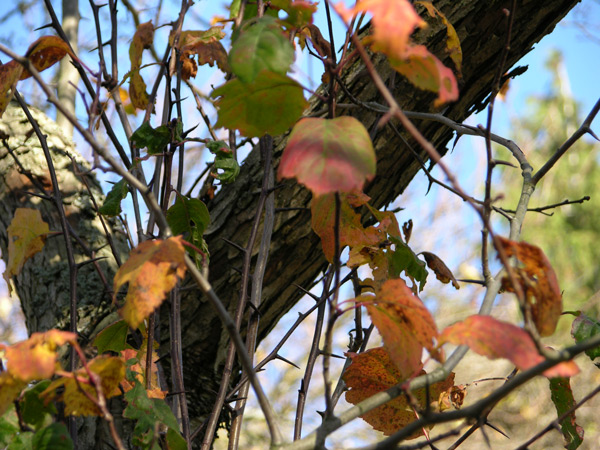 crataegus douglasii 04