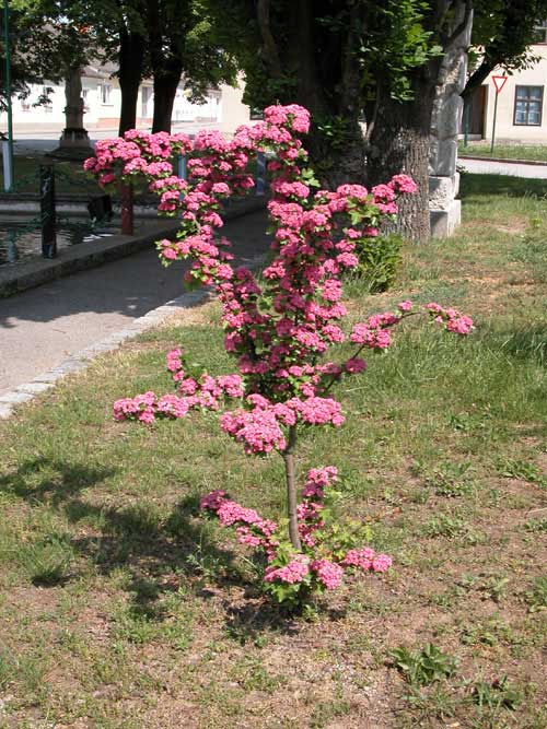 crataegus laevigata 01