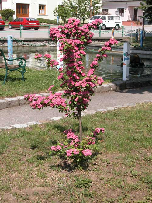 crataegus laevigata 02