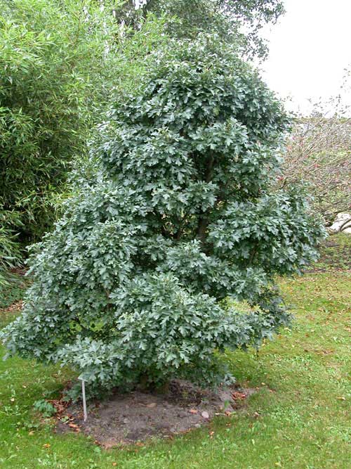 crataegus monogyna compacta 01