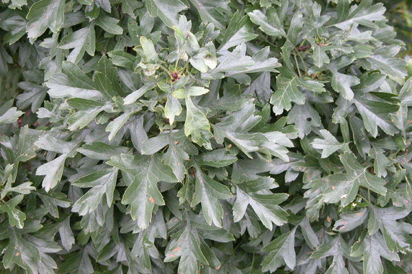 crataegus monogyna compacta 02