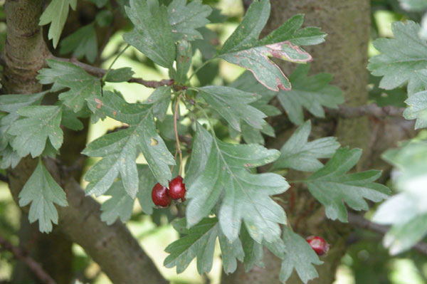 crataegus monogyna compacta 03