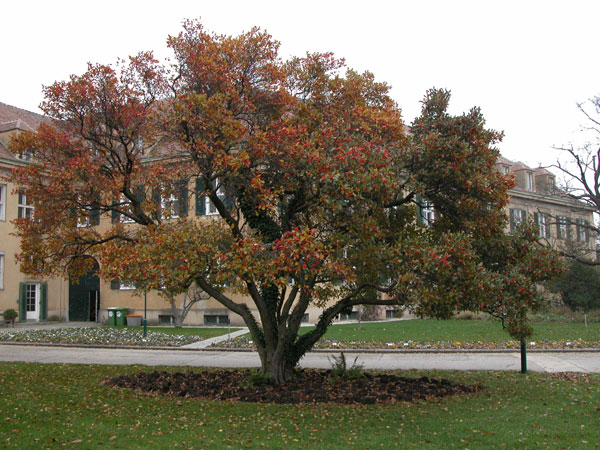 crataegus x lavallei 01