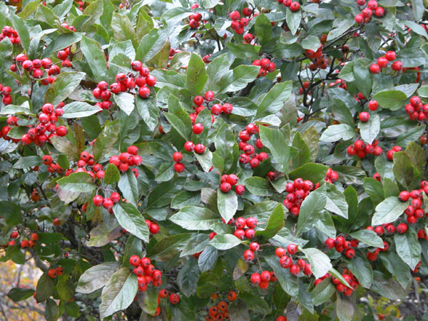 crataegus x lavallei 02