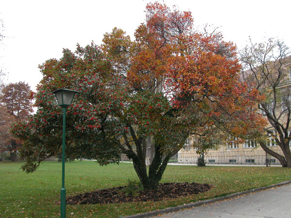 crataegus x lavallei 03