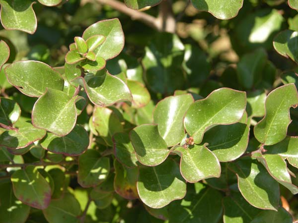 cryptocarya alba 01