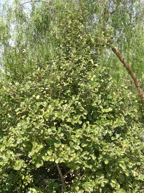 cryptocarya alba 02