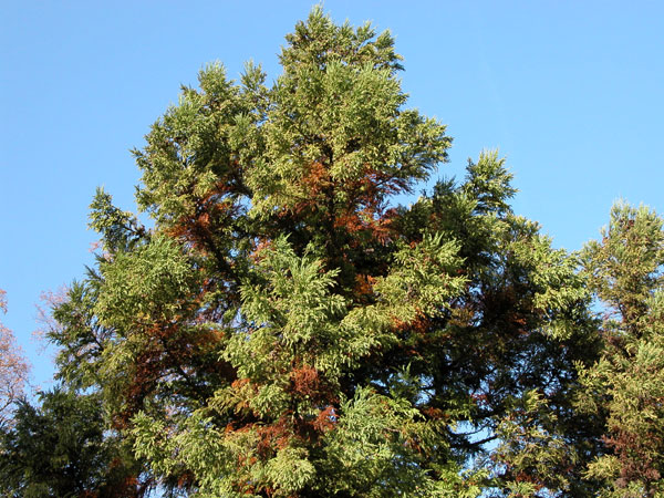 cryptomeria japonica 01