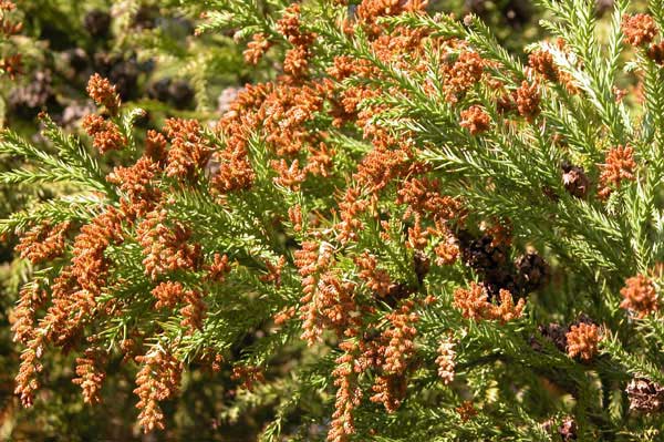 cryptomeria japonica 02