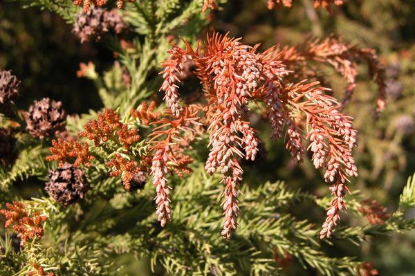 cryptomeria japonica 03