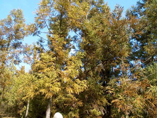 cryptomeria japonica 04