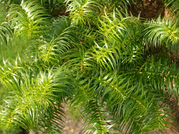 cunninghamia konishii 01