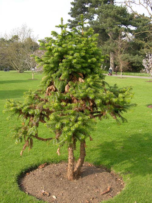 cunninghamia konishii 02