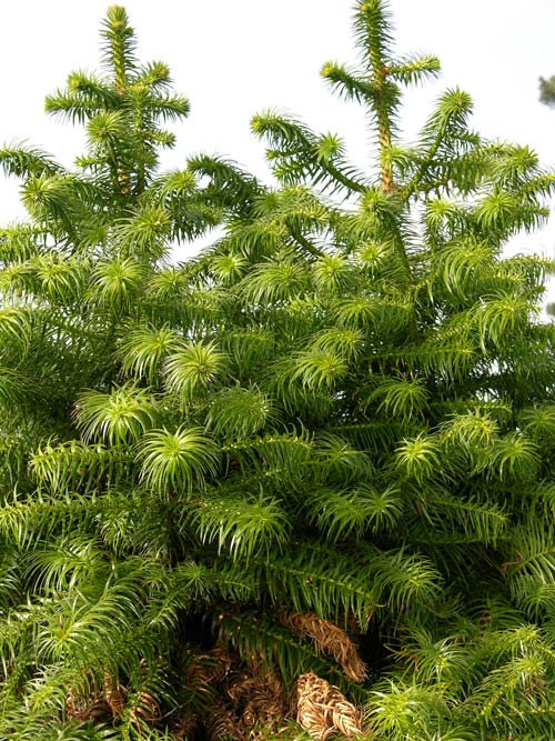 cunninghamia konishii 03