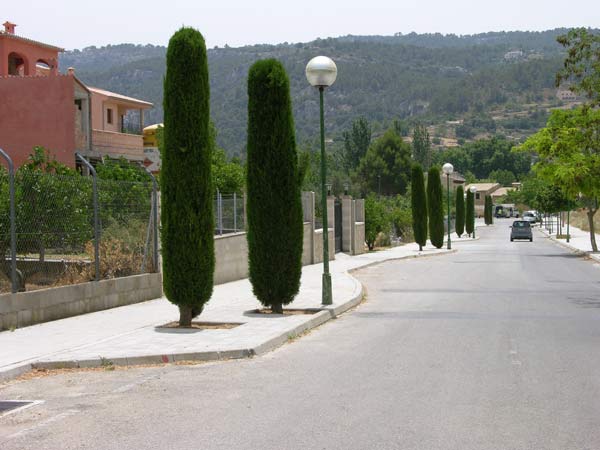 cupressus sempervirens 01