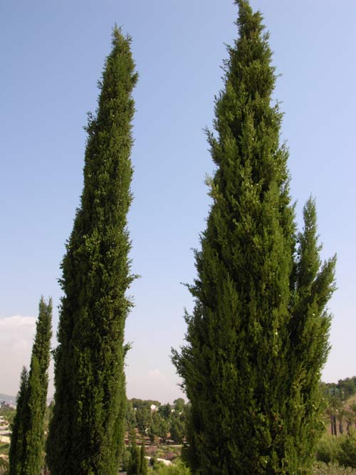 cupressus sempervirens 02