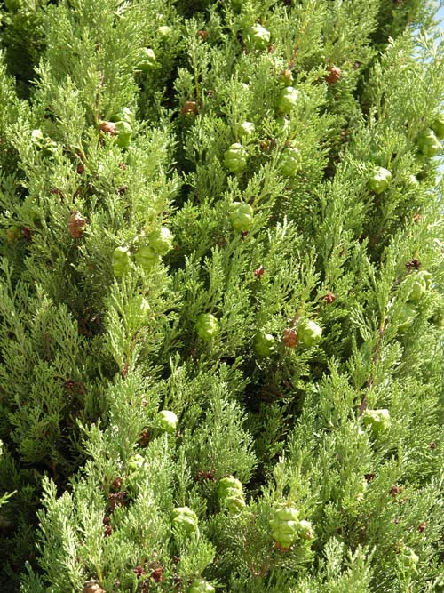 cupressus sempervirens 03