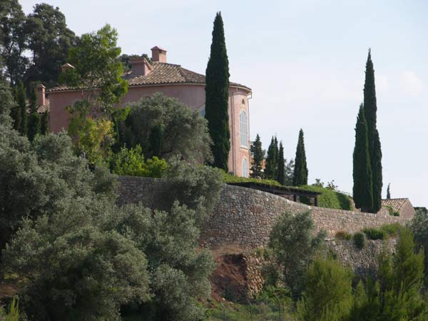 cupressus sempervirens 04