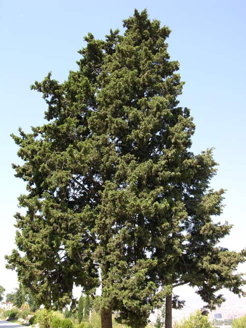cupressus sempervirens f ho