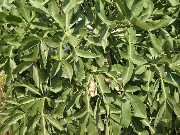 cussonia spicata 01