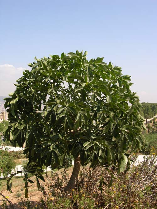 cussonia spicata 02