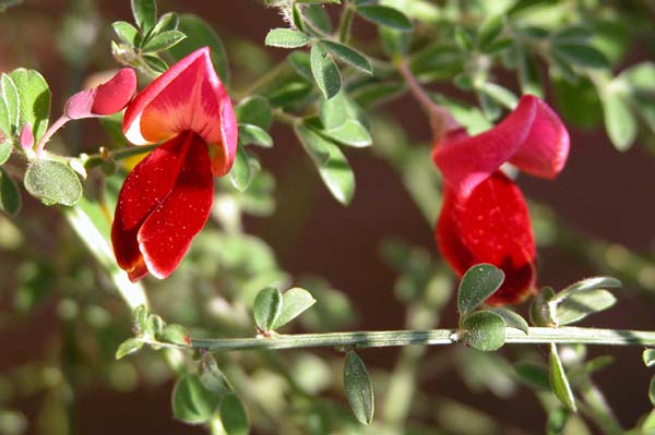 cytisus sp 01