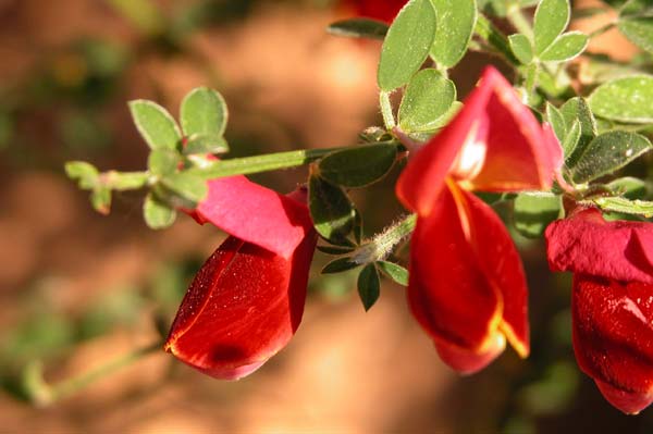 cytisus sp 02