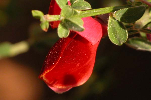 cytisus sp 03
