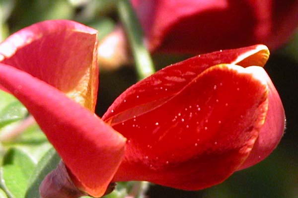 cytisus sp 04