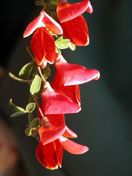 cytisus sp 05