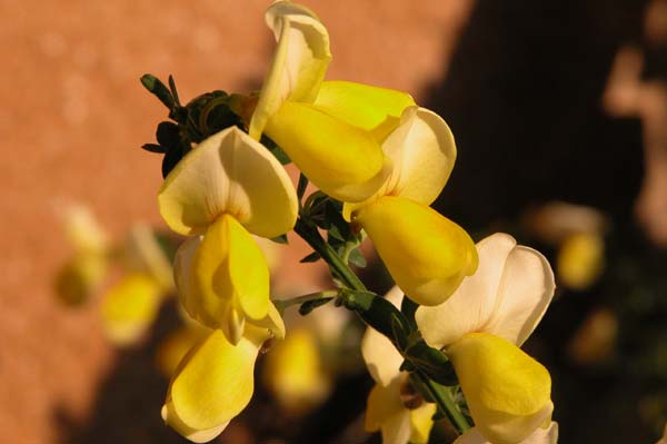 cytisus sp 06