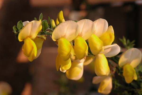cytisus sp 07