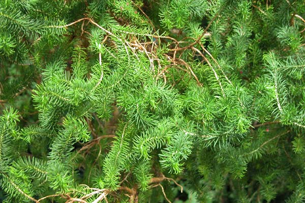 darwinia oxylepis 01