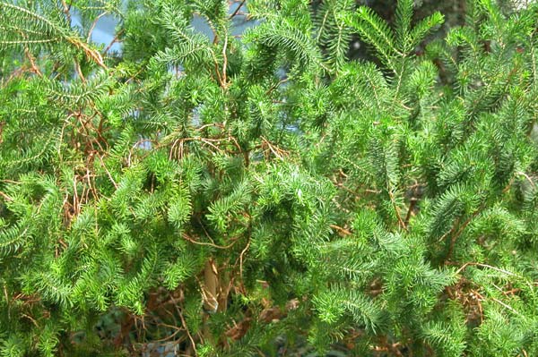 darwinia oxylepis 02