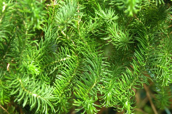 darwinia oxylepis 03