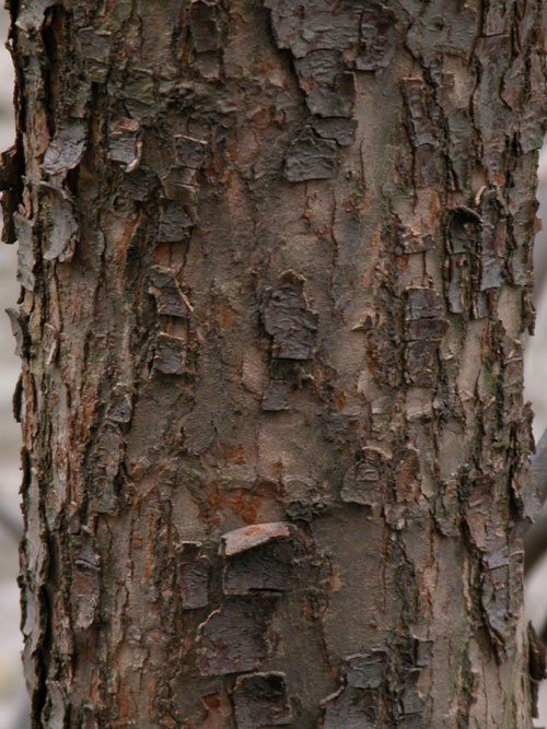 davidia involucrata 01